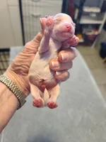 AKC Max 2, a male Poodle - Toy  for sale in Oklahoma City, OK – Photo 2 of 8