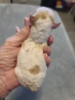 AKC Max 2, a male Poodle - Toy  for sale in Oklahoma City, OK – Photo 8 of 8