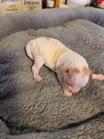 AKC Max 2, a male Poodle - Toy  for sale in Oklahoma City, OK – Photo 7 of 8