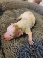 AKC Max 2, a male Poodle - Toy  for sale in Oklahoma City, OK – Photo 5 of 8