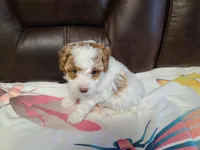 AKC Max 2, a male Poodle - Toy  for sale in Oklahoma City, OK – Photo 3 of 10