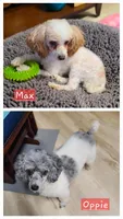 AKC Max 3, a male Poodle - Toy  for sale in Oklahoma City, OK – Photo 3 of 6