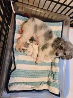 AKC Max 3, a male Poodle - Toy  for sale in Oklahoma City, OK – Photo 4 of 6