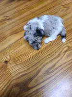 AKC Max 3-on hold, a male Poodle - Toy  for sale in Oklahoma City, OK – Photo 5 of 10