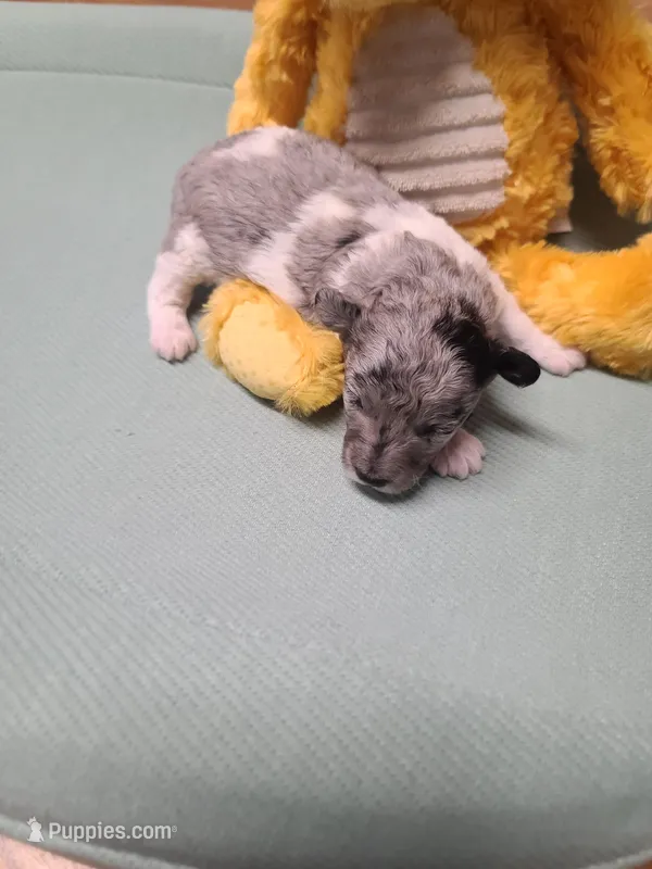 AKC Max 3 – Poodle - Toy  puppy for sale in Oklahoma City, OK