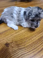 AKC Max 3-on hold, a male Poodle - Toy  for sale in Oklahoma City, OK – Photo 4 of 10