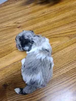 AKC Max 3-on hold, a male Poodle - Toy  for sale in Oklahoma City, OK – Photo 8 of 10