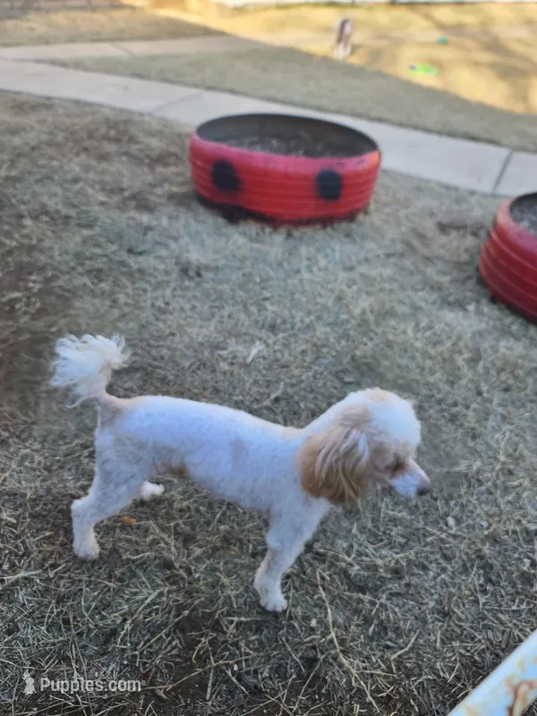 OPPIE &  Max, a  Poodle - Toy  for sale in Oklahoma City, OK – Photo 1 of 4
