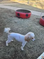 OPPIE &  Max, a  Poodle - Toy  for sale in Oklahoma City, OK – Photo 1 of 4