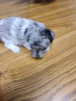 AKC Max 3-on hold, a male Poodle - Toy  for sale in Oklahoma City, OK – Photo 7 of 10