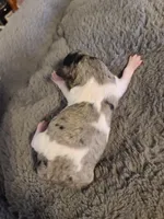 AKC Max 3, a male Poodle - Toy  for sale in Oklahoma City, OK – Photo 5 of 6