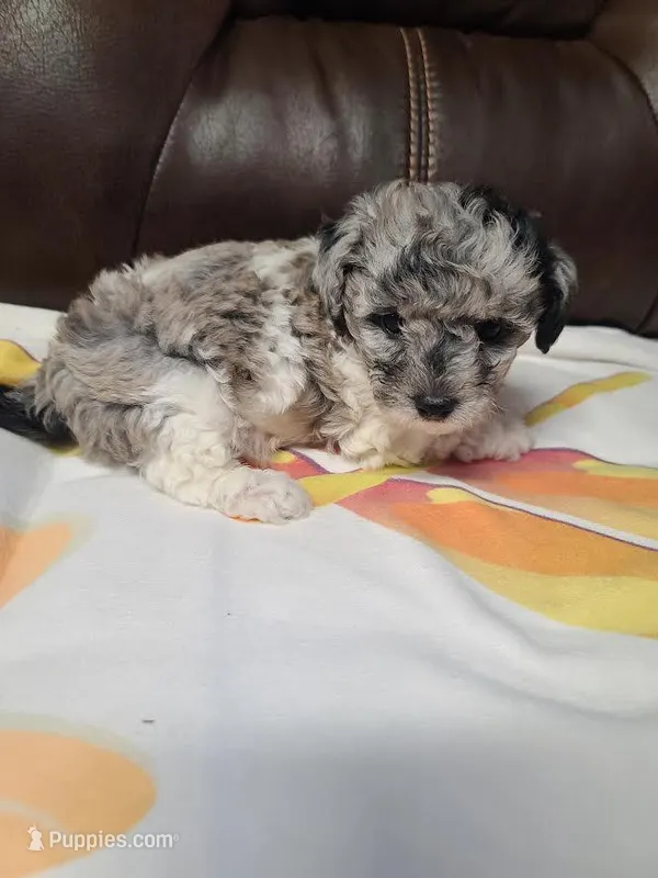 AKC Max 3 – Poodle - Toy  puppy for sale in Oklahoma City, OK