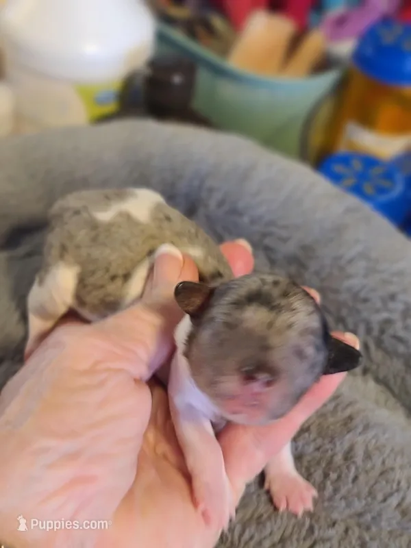 AKC Max 3, a male Poodle - Toy  for sale in Oklahoma City, OK – Photo 1 of 6