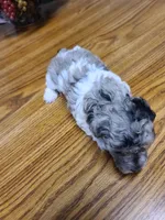 AKC Max 3-on hold, a male Poodle - Toy  for sale in Oklahoma City, OK – Photo 6 of 10