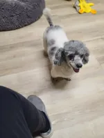 OPPIE &  Max, a  Poodle - Toy  for sale in Oklahoma City, OK – Photo 2 of 4