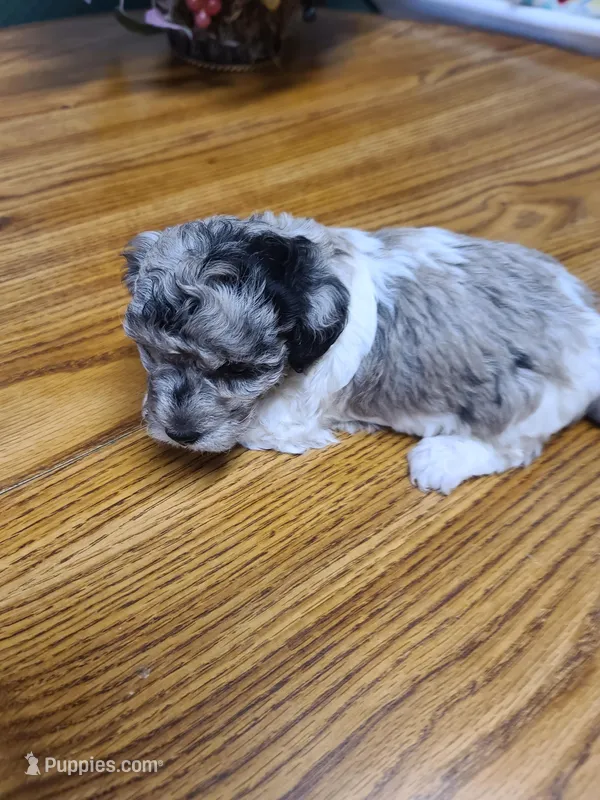 AKC Max 3 – Poodle - Toy  puppy for sale in Oklahoma City, OK
