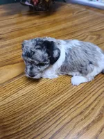 AKC Max 3-on hold, a male Poodle - Toy  for sale in Oklahoma City, OK – Photo 3 of 10