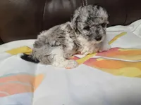 AKC Max 3-on hold, a male Poodle - Toy  for sale in Oklahoma City, OK – Photo 2 of 10