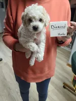 Diamond- CKC male reduced , a male Poodle - Toy  for sale in Oklahoma City, OK – 4 of 7
