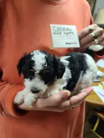 Cocoa - TRI-Blk/Wht, a female Poodle - Toy  for sale in Oklahoma City, OK – 1 of 10