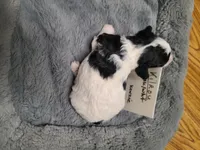 Kilroy - Reduced, a male Poodle - Toy  for sale in Oklahoma City, OK – Photo 4 of 10