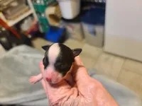 Kilroy - M Blk/Wht, a male Poodle - Toy  for sale in Oklahoma City, OK – Photo 3 of 5