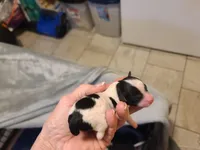 Kilroy - M Blk/Wht, a male Poodle - Toy  for sale in Oklahoma City, OK – Photo 2 of 5