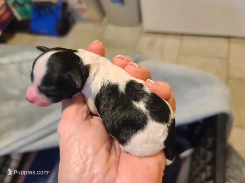 Kilroy - M Blk/Wht – Poodle - Toy  puppy for sale in Oklahoma City, OK