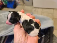 Kilroy - M Blk/Wht, a male Poodle - Toy  for sale in Oklahoma City, OK – Photo 1 of 5