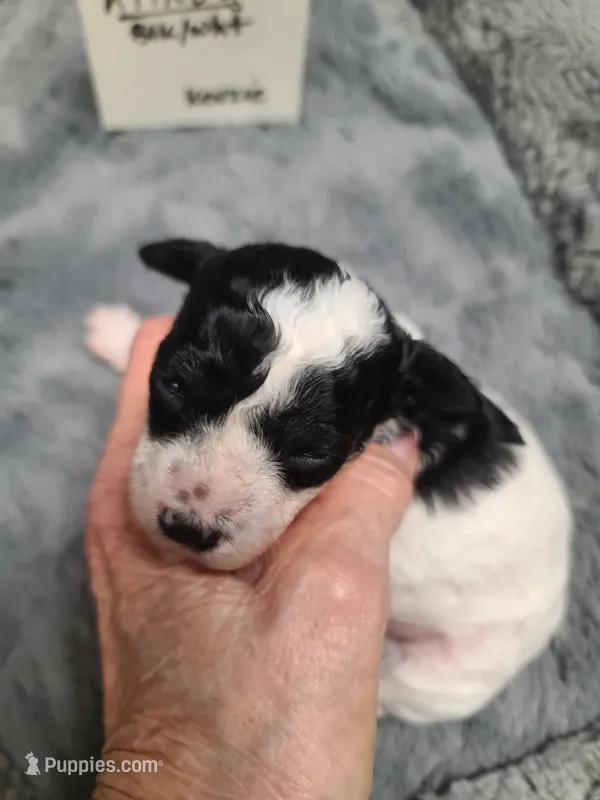 Kilroy - Reduced – Poodle - Toy  puppy for sale in Oklahoma City, OK