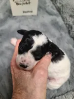 Kilroy - Reduced, a male Poodle - Toy  for sale in Oklahoma City, OK – Photo 1 of 10