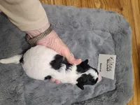 Kilroy - Reduced, a male Poodle - Toy  for sale in Oklahoma City, OK – Photo 3 of 10