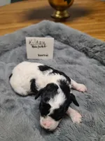 Kilroy - Reduced, a male Poodle - Toy  for sale in Oklahoma City, OK – Photo 5 of 10