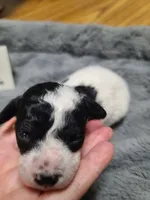 Kilroy - Reduced, a male Poodle - Toy  for sale in Oklahoma City, OK – Photo 2 of 10