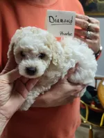 Diamond- CKC male reduced , a male Poodle - Toy  for sale in Oklahoma City, OK – 5 of 7