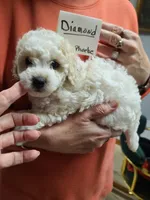 Diamond- CKC male reduced , a male Poodle - Toy  for sale in Oklahoma City, OK – 2 of 7