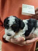Cocoa - TRI-Blk/Wht, a female Poodle - Toy  for sale in Oklahoma City, OK – 4 of 10