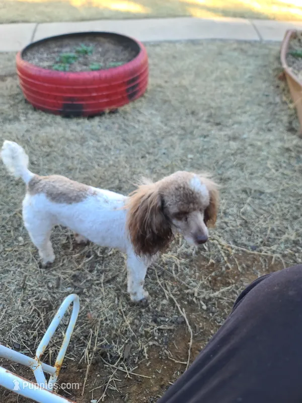 Phoebe CKC Female – Poodle - Toy  puppy for sale in Oklahoma City, OK