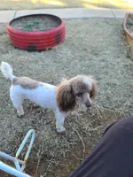 Phoebe CKC Female, a female Poodle - Toy  for sale in Oklahoma City, OK – Photo 1 of 3