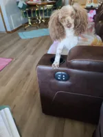 Phoebe CKC Female, a female Poodle - Toy  for sale in Oklahoma City, OK – Photo 2 of 3