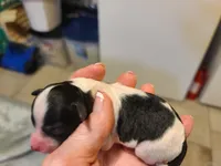 Cocoa - F Blk/Wht, a female Poodle - Toy  for sale in Oklahoma City, OK – Photo 2 of 5