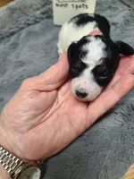 Cocoa - TRI-Blk/Wht, a female Poodle - Toy  for sale in Oklahoma City, OK – 7 of 10