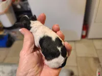 Cocoa - F Blk/Wht, a female Poodle - Toy  for sale in Oklahoma City, OK – Photo 3 of 5