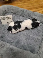 Cocoa - TRI-Blk/Wht, a female Poodle - Toy  for sale in Oklahoma City, OK – 5 of 10