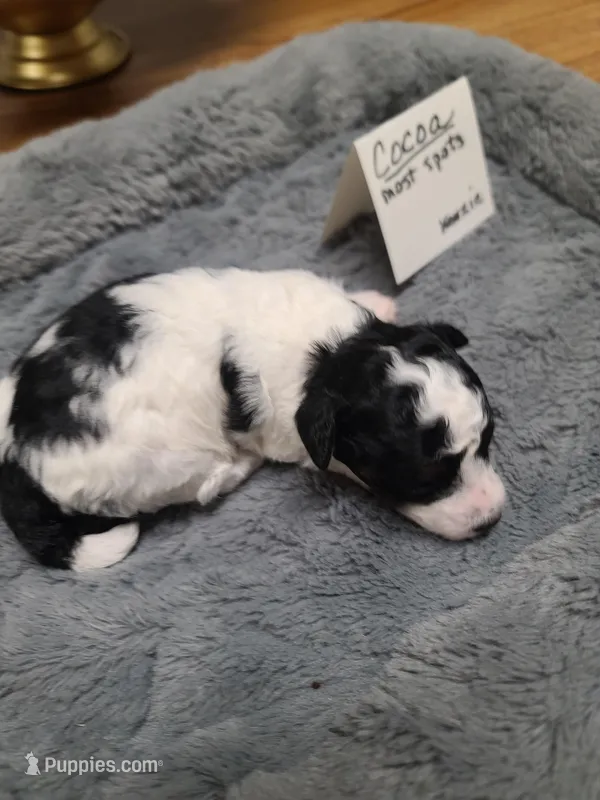 Cocoa - F Blk/Wht – Poodle - Toy  puppy for sale in Oklahoma City, OK