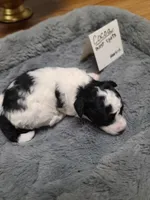 Cocoa - TRI-Blk/Wht, a female Poodle - Toy  for sale in Oklahoma City, OK – 6 of 10