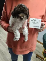 Charlie Brown-On Hold, a male Poodle - Toy  for sale in Oklahoma City, OK – 4 of 10