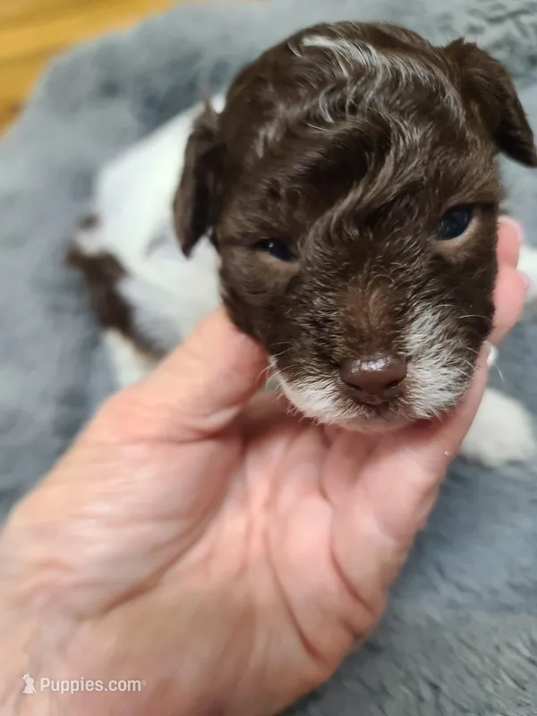 CKC Charlie Brown-Reduced – Poodle - Toy  puppy for sale in Oklahoma City, OK