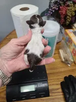 CKC Charlie Brown M Parti, a male Poodle - Toy  for sale in Oklahoma City, OK – Photo 2 of 5