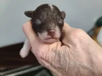 CKC Charlie Brown-Reduced, a male Poodle - Toy  for sale in Oklahoma City, OK – Photo 8 of 10